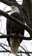 bald eagle on branch