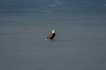 American Bald Eagle on ice