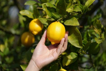 Hand picking ripe yellow lemons from a citrus tree branch in a sunlit orchard during the harvesting season, close-up view