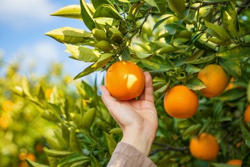 Hand picking ripe oranges from a tree on a sunny day, with citrus fruits and green leaves visible under a bright blue sky