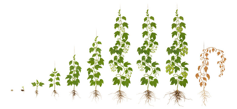 Hops plant growth cycle Humulus lupulus