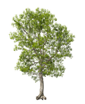 Single green tree isolated on transparent background. Large big tree with leaves isolated on transparent background. Tree isolated on white background. Isolated ornamental tree PNG. Tulip tree PNG.