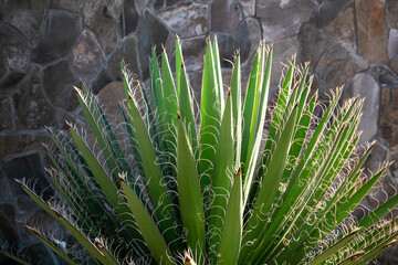 Close-up of a green agave plant with delicate white threads against a stone wall