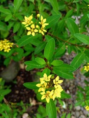 Yellow Thryallis Galphimia Glauca Flowers in Sunlight Background