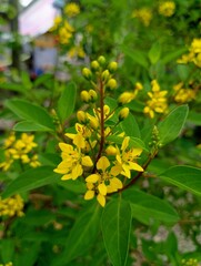 Tropical Gold Shower Bush Galphimia Glauca Flowers and Buds