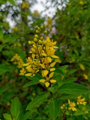 Blooming Gold Shower Plant with Bokeh Greenery Background
