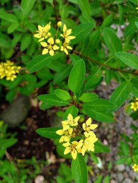 Yellow Thryallis Galphimia Glauca Flowers in Sunlight Background