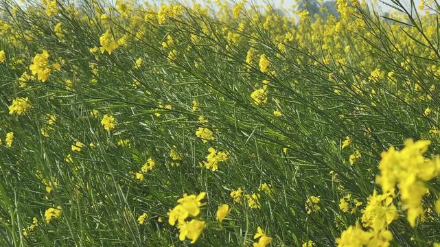 Dense mustard plants with bright yellow flowers sway together in the breeze, slender green stems filling the frame under clear daylight in an active farmland scene