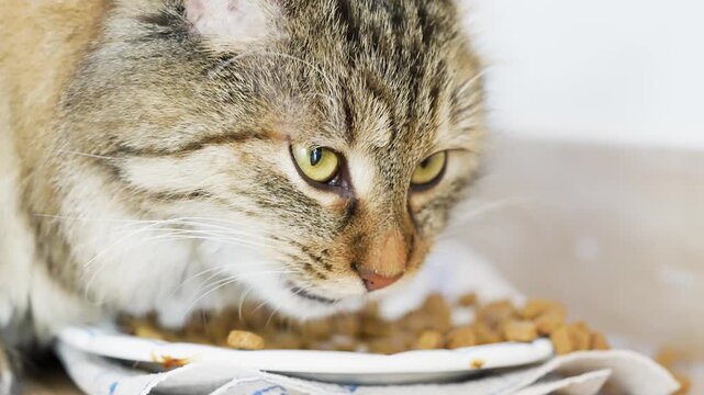 Close-up of a domestic longhair tabby cat eating from a plate, then stopping and moving away. Natural feeding behavior in a calm home setting, showing curiosity and everyday pet lifestyle in slow moti
