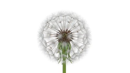 Close-up of a Dandelion Seed Head on a White Background
