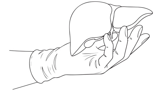 Hand holding liver illustration representing hepatic anatomy metabolism and clinical pathology research vector illustration