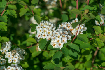 Spiraea Wangutta (Latin Spiraea Vanhouttei) is an ornamental shrub of the Rosaceae family in the city park on a sunny spring day, Astrakhan, Russia