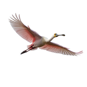 Eurasian Spoonbill Flying with Bill Open Isolated