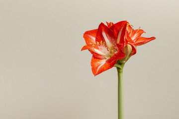 Minimalist Red Amaryllis Flower on Neutral Background