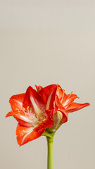 Red Amaryllis Bloom with Copy Space on Neutral Background