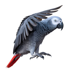 Fototapeta premium African Grey Parrot Flying Isolated
