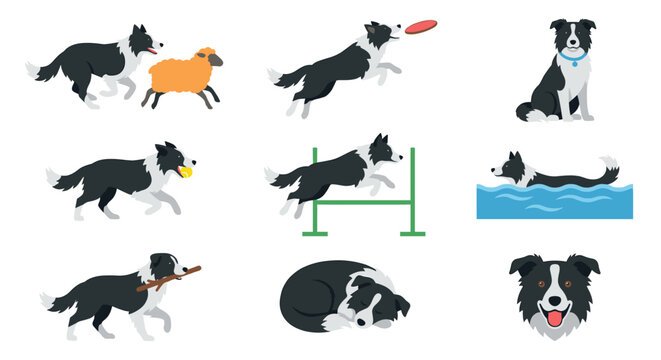 Border Collie Activity Vector Set. Happy Herding Dog Playing Sports, Catching Frisbee, Agility Jump, Swimming, and Sheep Herding. Flat Cartoon Pet Character Collection Isolated.