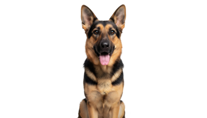 german shepherd dog isolated on transparent background 