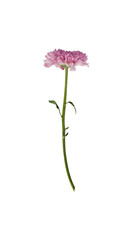 single pink dahlia isolated on white © berkahjayamaterial