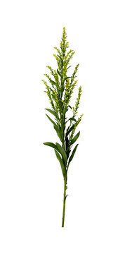 Wild flowers isolated. natural solidago isolated