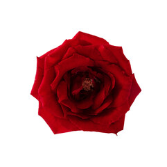red rose head flower isolated
