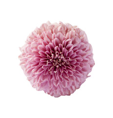 blossom chrysanthemum flower isolated