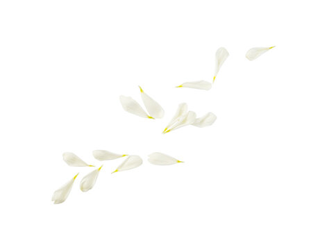 abstract white petals isolated