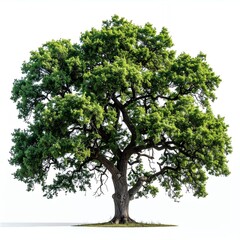 Obraz premium Majestic Oak Tree with Lush Green Canopy on White.