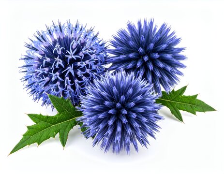 Three Globe Thistle Flowers with Green Leaves on White Background.