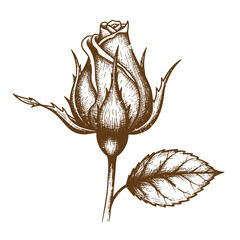 Fototapeta premium Drawing Vintage texture brown rose bud with leaf on stem isolated on white background a detailed drawing