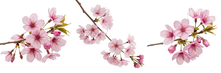 Beautiful pink cherry blossom branches set isolated on white background