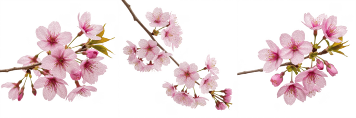 Beautiful pink cherry blossom branches set isolated on white background