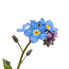 Naklejka premium Delicate Forget-Me-Not Bloom: A close-up shot of vibrant blue forget-me-not flowers against a simple backdrop, showcasing their intricate details and subtle beauty.