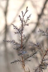 Obraz premium Evergreen Branch with Sharp Needles on Soft Neutral Background