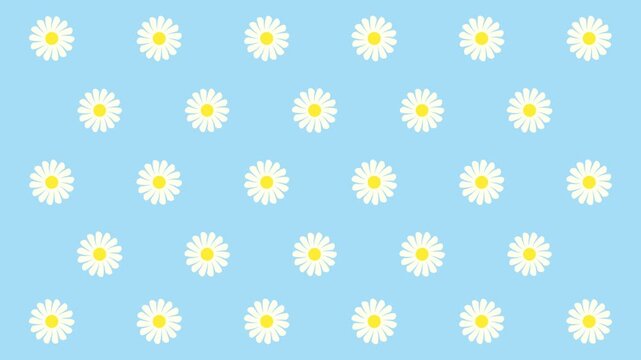 4K video collection pattern of floral daisy Chamomile flower grid looping and rotate motion graphic on blue background, seamless background with flowers, repeated geometric motif video animation