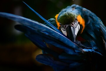 blue and yellow macaw