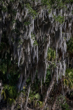 la chua trail, paynes prairie, gainesville, florida