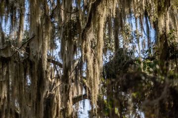 Obraz premium la chua trail, paynes prairie, gainesville, florida