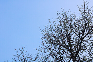 Fototapeta premium A minimalist view of bare tree branches reaching across a blue sky. The dark, intricate silhouettes of the winter wood stand in sharp contrast to the background.
