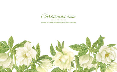 Obraz premium 水彩で描いた白いクリスマスローズのイラスト