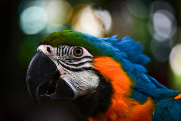 blue and yellow macaw