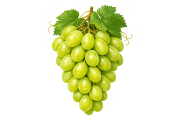 Green grapes bunch with leaves, fresh organic fruit on transparent background, harvesting healthy snacking