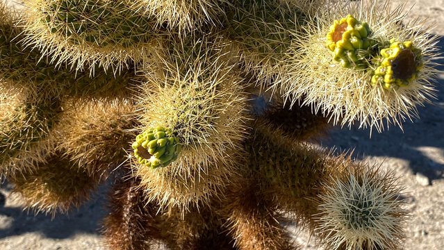 Cholla Cactus Garden in Joshua Tree National Park