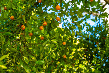 Tangerine trees with ripe fruits on a clear summer day