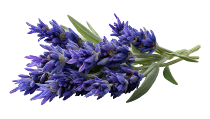 Close-up of a sprig of fragrant purple lavender with green leaves on a transparent background