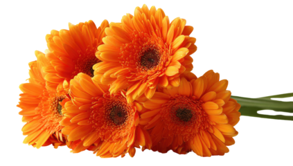 Close-up of vibrant orange gerbera daisies, a bouquet against a dark backdrop