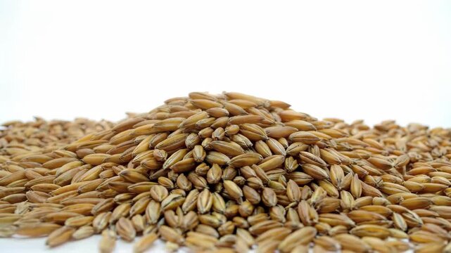 Oatmeal Cereal Close-up Material Golden and Full Grain Pile