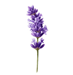 Fototapeta premium A vibrant, detailed illustration of a single lavender sprig with lush purple flowerets
