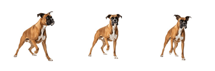 Boxer Dog Isolated on White Background, Fawn Boxer Studio Portrait, Chien Boxer, बॉक्सर...