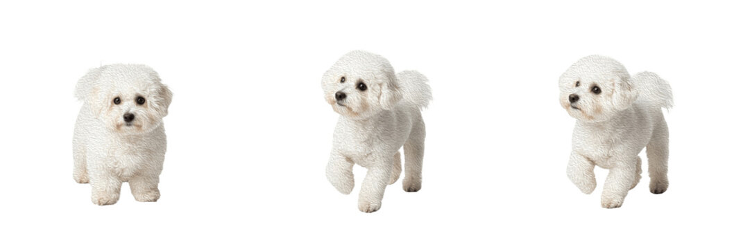 Bichon Frise Dog Isolated on White Background, Bichon &agrave; Poil Fris&eacute;, बिचोन फ्राइज़, White Fluffy Dog Studio Portrait, Purebred Toy Breed Cutout, Small Curly Haired Pet, Puppy Image.